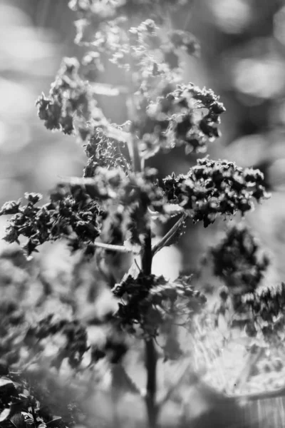Verano Plantas Blanco Negro Enfoque Suave Fondo Oscuro Floral Espacio —  Fotos de Stock