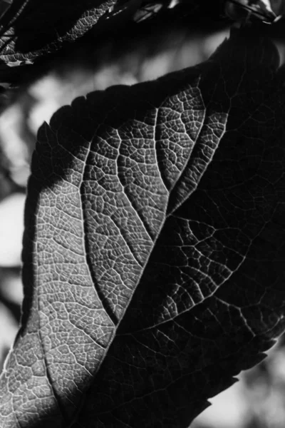 在柔和的焦点上的夏季黑白植物 花黑色的背景 文字的空间 — 图库照片