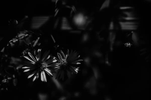summer black and white plants in soft focus,floral dark background, space for text