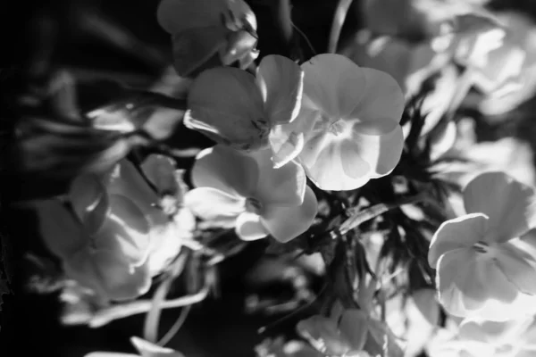 Été Plantes Noires Blanches Mise Point Douce Fond Noir Floral — Photo