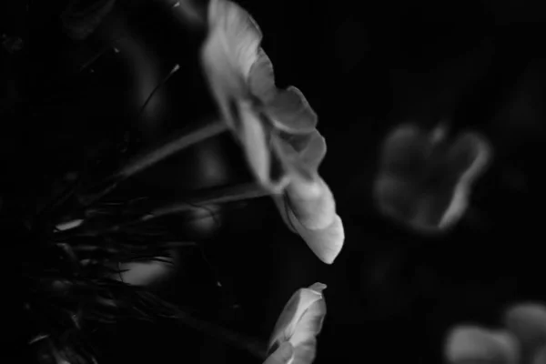 Verano Plantas Blanco Negro Enfoque Suave Fondo Oscuro Floral Espacio —  Fotos de Stock