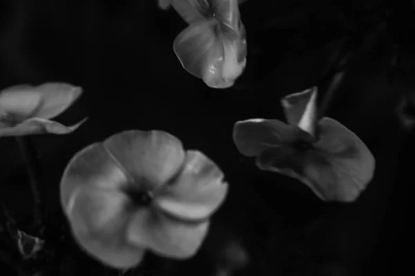 Verão Plantas Preto Branco Foco Suave Fundo Escuro Floral Espaço — Fotografia de Stock