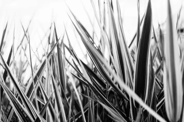 Yumuşak Odaklı Yaz Siyah Beyaz Bitkileri Çiçekli Koyu Arkaplan Metin — Stok fotoğraf