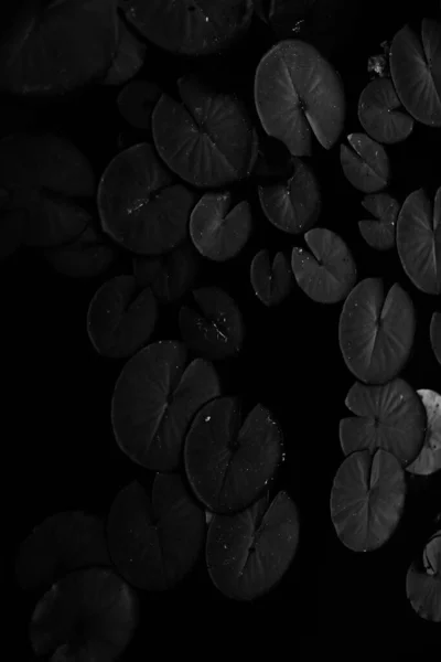 Κρίνα Κρίνα Στο Νερό Σκούρα Φύκια — Φωτογραφία Αρχείου