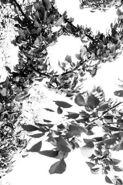 Sommer Schwarz Weiß Pflanzen Weichen Fokus Blumiger Dunkler Hintergrund Platz — Stockfoto
