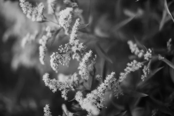 Літні Чорно Білі Рослини Якому Фокусі Квітковий Темний Фон Простір — стокове фото