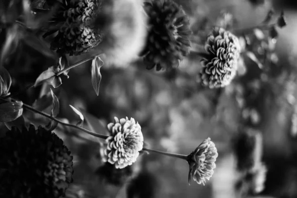 Verano Plantas Blanco Negro Enfoque Suave Fondo Oscuro Floral Espacio — Foto de Stock