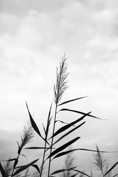夏の黒と白の植物の柔らかい焦点 花の暗い背景 テキストのためのスペース — ストック写真