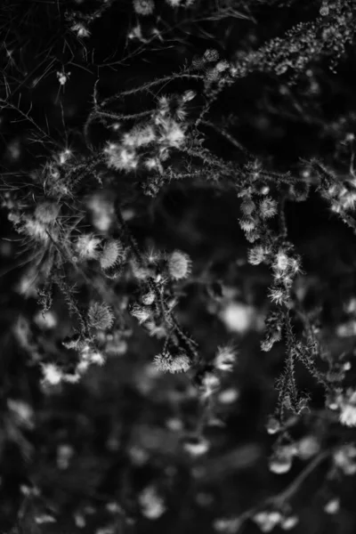 Verano Plantas Blanco Negro Enfoque Suave Fondo Oscuro Floral Espacio —  Fotos de Stock