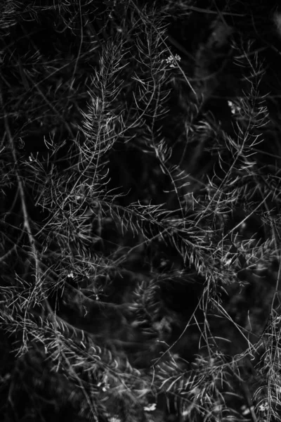 Nyár Fekete Fehér Növények Lágy Fókusz Virágos Sötét Háttér Hely — Stock Fotó