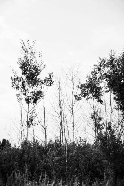 Mundo Invertido Naturaleza Blanco Negro Textura Del Agua Plantas Con —  Fotos de Stock