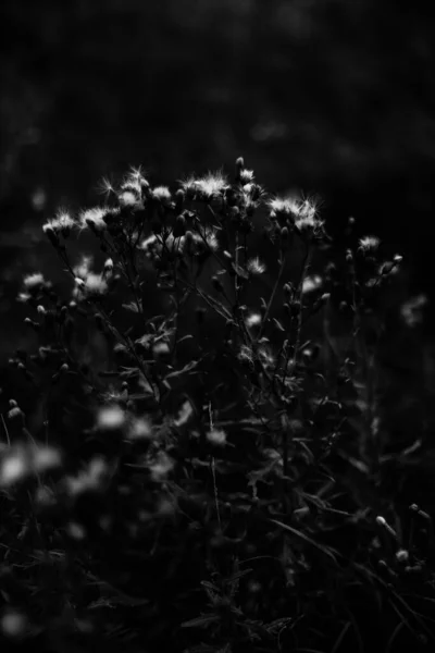 Verano Plantas Blanco Negro Enfoque Suave Fondo Oscuro Floral Espacio —  Fotos de Stock