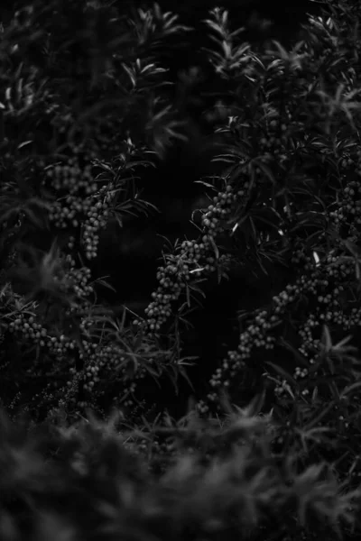 Été Plantes Noires Blanches Mise Point Douce Fond Noir Floral — Photo