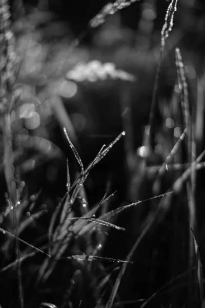 Летние Черно Белые Растения Мягком Фокусе Цветочный Темный Фон Пространство — стоковое фото
