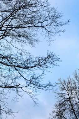 Ağaç dalları gökyüzüne karşı, dalların siluetleri