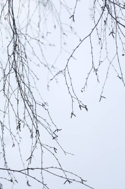 Ağaç dalları gökyüzüne karşı, dalların siluetleri