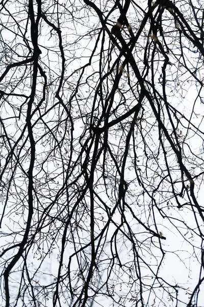 Κλαδιά Δέντρων Ενάντια Στον Ουρανό Σιλουέτες Των Κλαδιών — Φωτογραφία Αρχείου