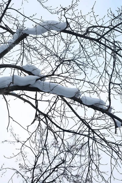 Conifere Neve Esso Bellissimo Inverno Semplice Sfondo — Foto Stock