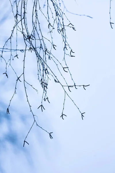 Tree Branches Sky Silhouettes Branches — Stock Photo, Image