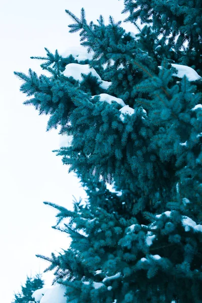 Drzewo Iglaste Śnieg Nim Piękna Zima Proste Tło — Zdjęcie stockowe