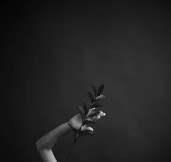 人和植物 一个女人手里拿着一朵干枯的花 一个有着深色背景和淡淡的柔和背景的美丽简约的框架 — 图库照片