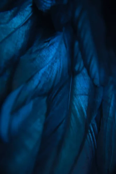 Голубые Перья Птицы Крупным Планом Красивый Сочный Синий Насыщенный Птичий — стоковое фото