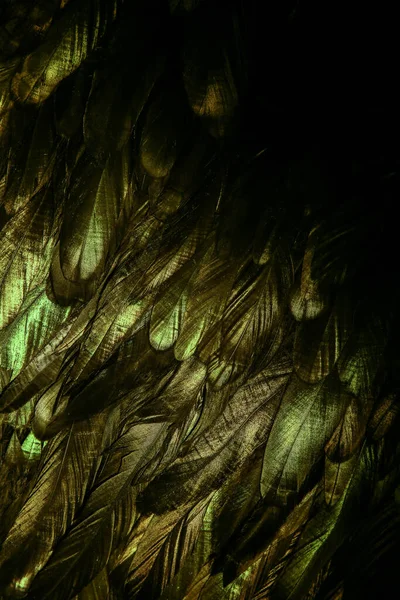 Абстрактный Фон Зеленых Темных Перьев Радужные Зеленые Блики Оперении — стоковое фото
