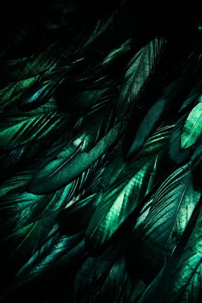 Abstraktní Pozadí Zeleného Tmavého Peří Duhová Zelená Zvýraznění Peří — Stock fotografie