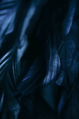 Koyu mavi tüylerin soyut arkaplanı, tüylerdeki gökkuşağı renkleri