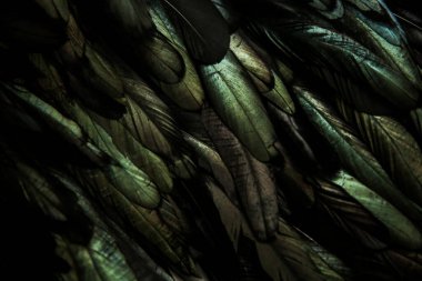 Koyu yeşil tüylerin soyut arkaplanı, tüylerdeki gökkuşağı renkleri