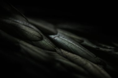 Koyu yeşil tüylerin soyut arkaplanı, tüylerdeki gökkuşağı renkleri