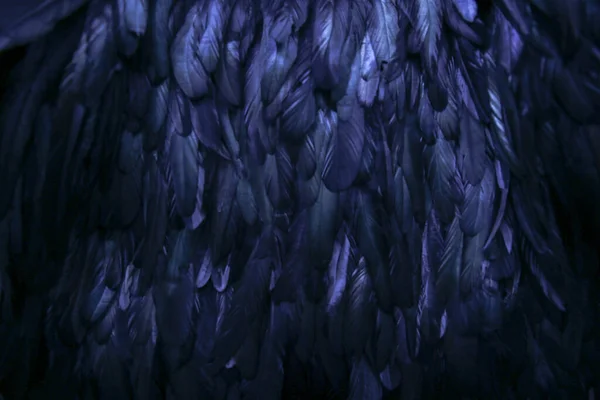 Абстрактный Фон Темно Синих Перьев Радужные Блики Оперении — стоковое фото