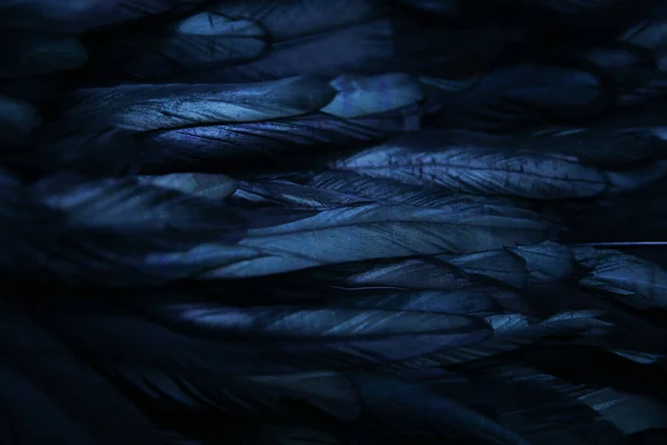 Абстрактный Фон Темно Синих Перьев Радужные Блики Оперении — стоковое фото