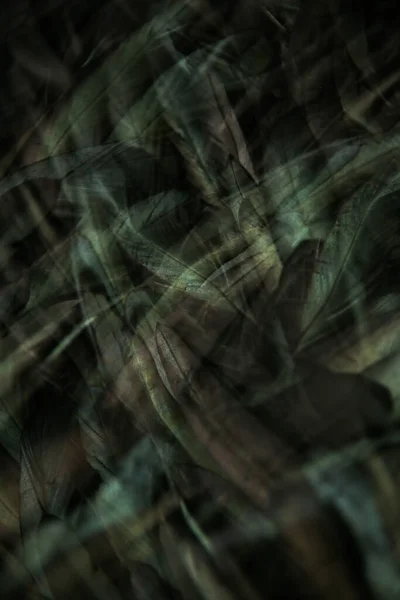 Абстрактный Фон Темно Зеленых Перьев Радужные Блики Оперении — стоковое фото