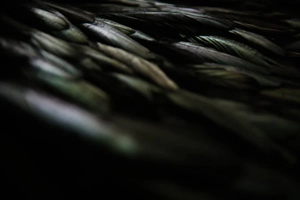 Abstrakt Bakgrund Mörkgröna Fjädrar Regnbåge Höjdpunkter Fjäderdräkten — Stockfoto