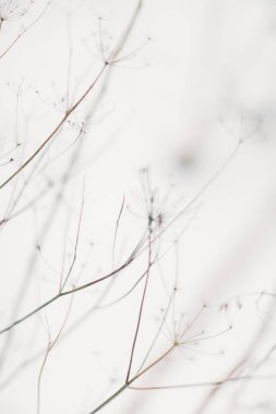 Beyaz karda bir bitkinin küçük parçacıkları