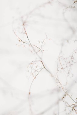 Beyaz karda bir bitkinin küçük parçacıkları