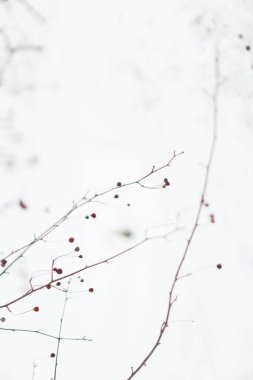 Ağaç dalları ve kışın gökyüzü