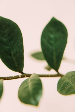 Koyu yeşil yapraklar, yeşil yapraklar arka plan, soyut doğal arkaplan