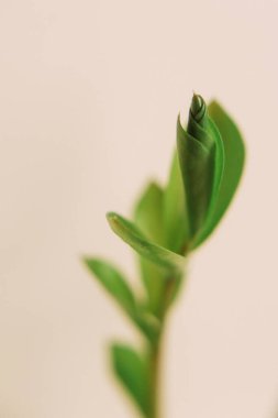 Tropik yeşil yapraklı arka plan, koyu tonlu tema. Doğayla iç içe yaşamak