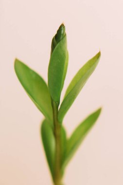 Tropik yeşil yapraklı arka plan, koyu tonlu tema. Doğayla iç içe yaşamak