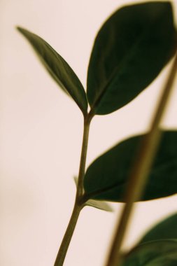 Koyu yeşil yapraklar, yeşil yapraklar arka plan, soyut doğal arkaplan