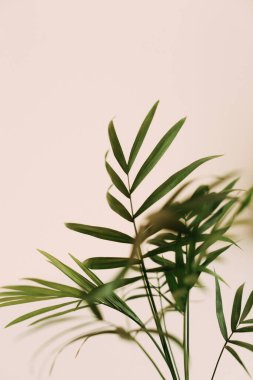 Tropik yeşil yapraklı arka plan, koyu tonlu tema. Doğayla iç içe yaşamak