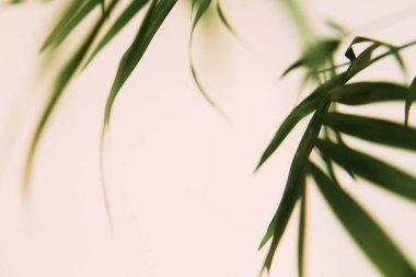 Tropik yeşil yapraklı arka plan, koyu tonlu tema. Doğayla iç içe yaşamak