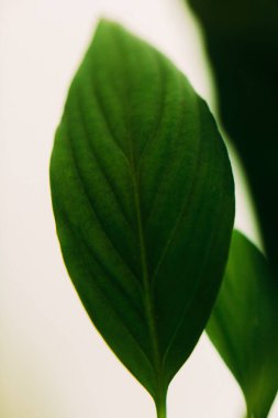 Yeşil bitkilerin doğal arka planı, doğanın renkli dokuları, yumuşak odak arkaplanı