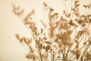 Kuru dallar, bitkisel makro fotoğraf, yumuşak odak arkaplanı