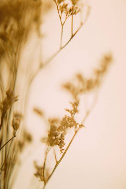 Kuru dallar, bitkisel makro fotoğraf, yumuşak odak arkaplanı