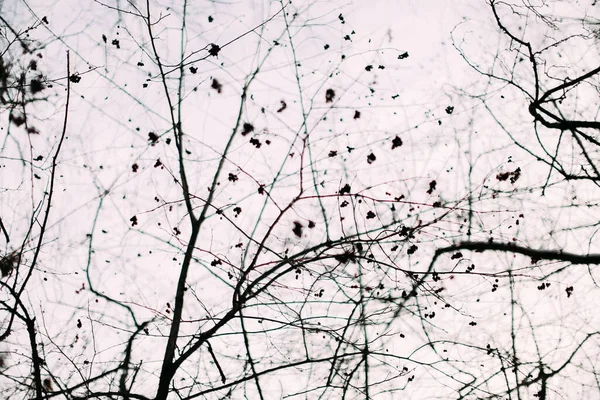 Гілки Дерев Небо Взимку — стокове фото