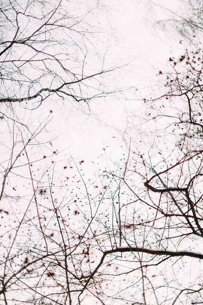 Les Branches Des Arbres Ciel Hiver — Photo