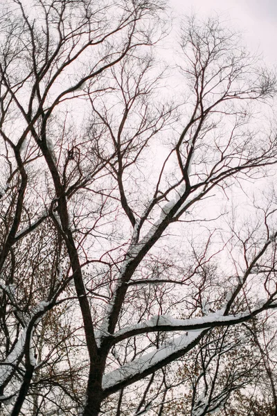 冬は木の枝と空 — ストック写真